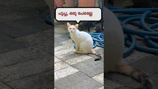 🫦🐈എന്റെ 28ന് പേരിടാൻ തോന്നിയില്ലല്ലോ💃🔥#trending #cat #catlover #animallover #viralshort #funny