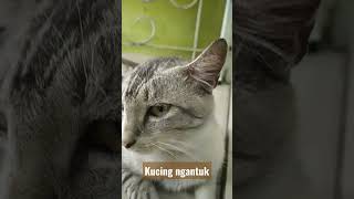 kucing mengantuk