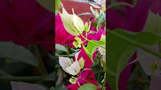 #bougainvillea Pink#bougainvillea branca#jardim #vasodecimento #plantas