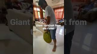 Giant Jackfruit from the Farm