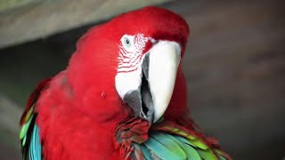 bolivian scarlet macaw parrot for sale in india|all over india delivery possible