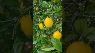 #lemon #nature #holiday