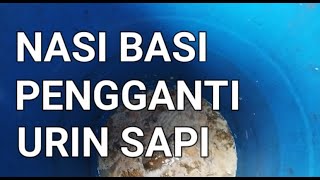 CARA BUDIDAYA IKAN GURAME DI KOLAM BETON || NASI BASI PENGGANTI URIN SAPI