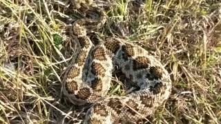 Texas Diamondback Rattlesnake