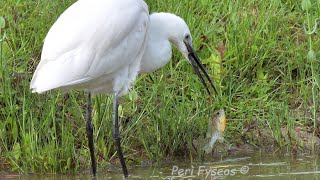 Garzetta e Persico sole - Little egret and Sunfish (Egretta garzetta)