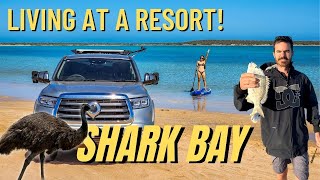 Can WA get any BETTER than this? SHARK BAY TRAVEL VLOG - Monkey Mia Denham Shell Beach Hamelin Pool