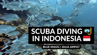 SCUBA DIVING 🤿 IN INDONESIA 🇮🇩 | The reefs of Blue Magic in Raja Ampat