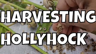 The Art of Seed Collection: Harvesting Hollyhocks