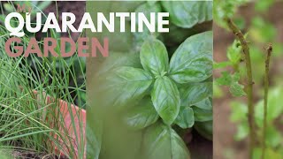 EXPLORE MY QUARANTINE GARDEN WITH ME! | #Shebitesgardening