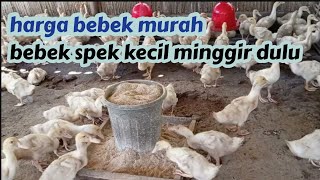 harga bebek murah!! segini bobot bebek yang diminta bakul