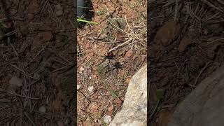 Beautiful Black Widow Spider