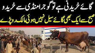 Today Gojra Maweshi Mandi | Cows Fresh Rates Update | Cow Mandi 2024