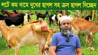 লটে কম দামে দুধের ছাগল সহ ক্রস ছাগল দিচ্ছেন goat -farm