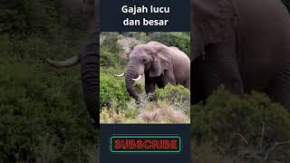 gajah lucu #gajah #shorts #videoanak