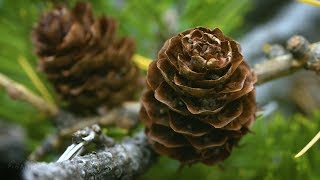 Italian Dolomites   Fall in the Alps    Nature Documentary   Episode 2