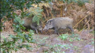 Wild boar, Forest of Dean