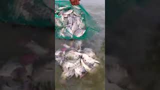 Large stock of fish #shorts video #shortnew #fishing