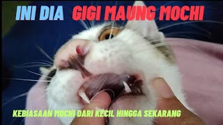 GIGITAN MAUNG‼️orang rumah auto kabur kalo mochi udah bar bar