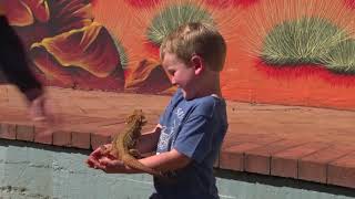 Red Desert Reptiles, Ayers Rock Resort Reptile Show