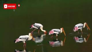 Ducks quacking, eating and splashing on the river - Relaxing Sounds of Nature KUN ASMR SOUND