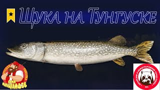 Щука • Нижняя Тунгуска • Ловля на джерки