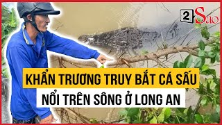 Khẩn trương truy bắt cá sấu nổi trên sông ở Long An