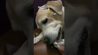 Ice cream love 😍#doglover#labrador#cute #icecream#shortvideo#viral#dogshorts#dog