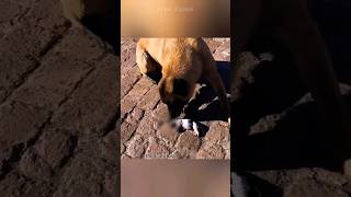 Heartbroken mother dog on her puppy's burial #shorts