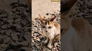 শীতকালে এই অবলা পশু গুলোর যে কি কষ্ট🥺 #shortsvideo #catfunnyvideo #catlover