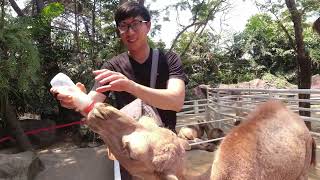 🍼🐪 Feeding Milk to Baby Camel at Bangkok Zoo!