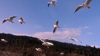 Seagulls are battling the wind. Studies of birds flying.