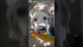 Why This Dog is Obsessed With Leaves (Thinks It’s Cash)