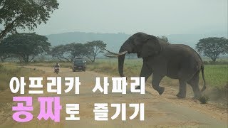 #33. 캠핑카타고 사파리없이 공짜로 본 아프리카 동물들!!!!!!!!  l 토토패밀리 캠핑카 세계여행