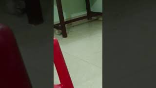 Kitty Scared By Mixie Sound #lovely #cuteanimals #happy #a#amazing #shorts