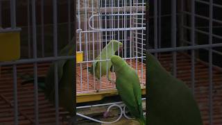 So cute 😍 #cockatielqueen #ringneckparrot #parrot #indianringneck #birds #pets #birdsounds