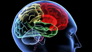 Qué comer y por qué - Nuestro Cerebro