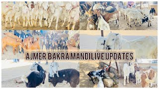 24 FEBRUARY AJMER BAKRA MANDI LIVE UPDATE/GOAT MARKET COVER WITH PRICE Rajasthan biggest mandi#viral