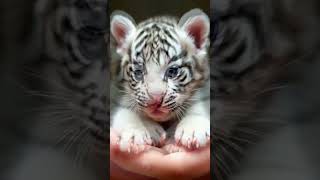 Cute Animals | Cute Baby Tiger | #shorts #youtubeshorts