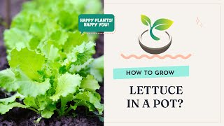 🥬 How to Grow Lettuce in a Pot - The Unrevealed Techniques!