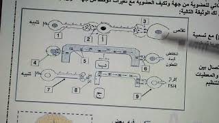 تمرين حول التنسيق العصبي الهرموني