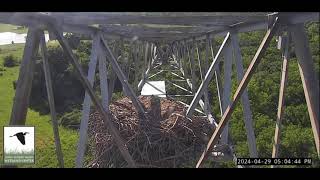 04 29 24 John Bunker Sands eaglet missed landings