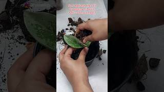 4 Essential Care Tips for New Hoya Plant - Hoya Plant Care Indoor