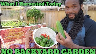 Garden tour & Organic  vegetable in Pots and container Harvest (NO BACKYARD GARDEN)