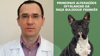 Conheça as principais alterações oftálmicas do Buldogue Francês.