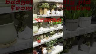 Budget  Planters 🪴| Home Decoration |Bangalore| Plant and Pot|