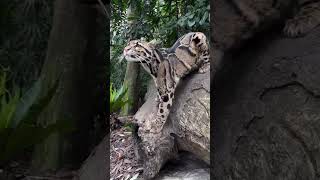 Ada apa dengan macan dahan #hewan #harimau #animals