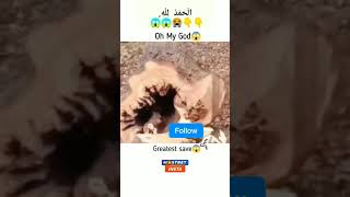 Allah Hu Akbar 😱😱 #share #viralvideo