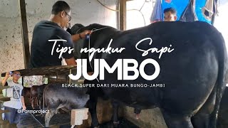 Cara menghitung bobot Sapi dengan menggunakan "Pita Ukur" ‼️Akurasi 90%‼️#sapi #subscribe #trending