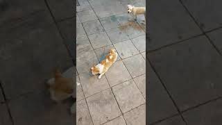 Dog biting cat