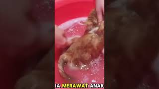 Kucing Ini Kehilangan Induknya